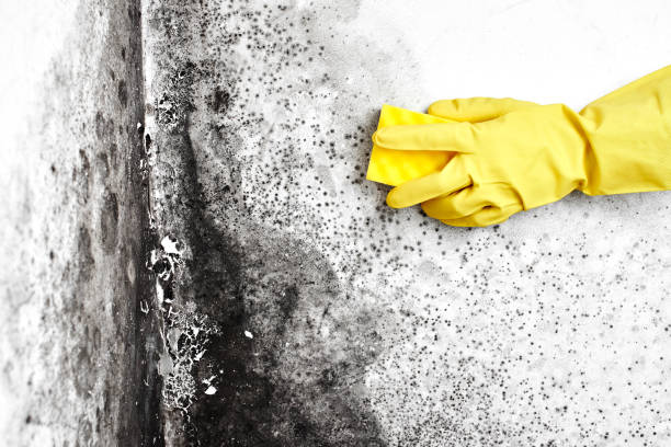 Best Local Mold Removal Service  in Maple Grove, MN