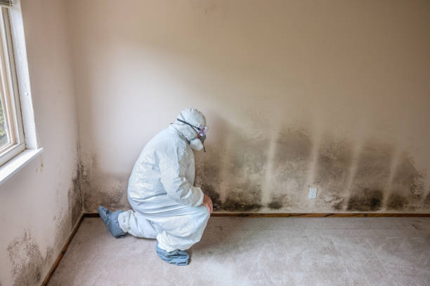 Best Commercial Mold Removal  in Maple Grove, MN
